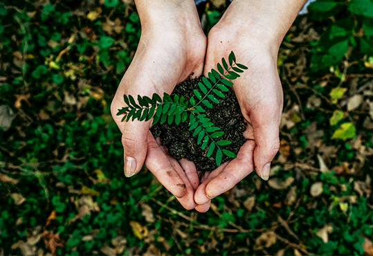 Lighting up a green future
