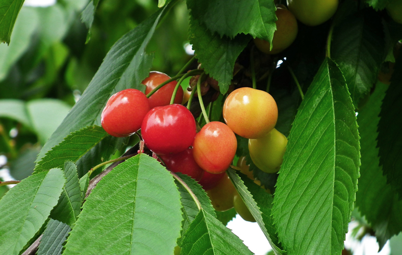 Traditional lighting