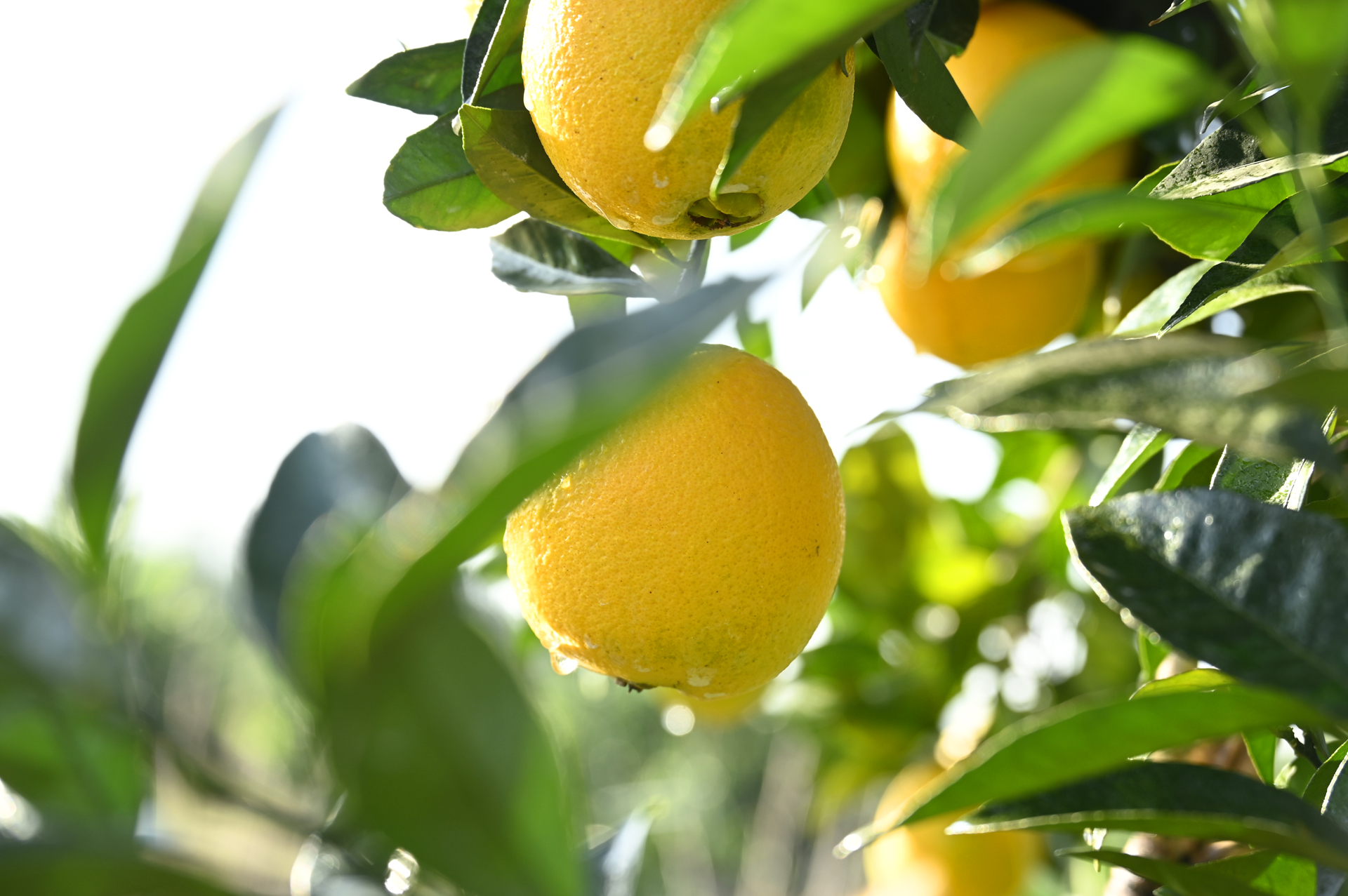 A Taste of Gratitude & Goodness 🍊